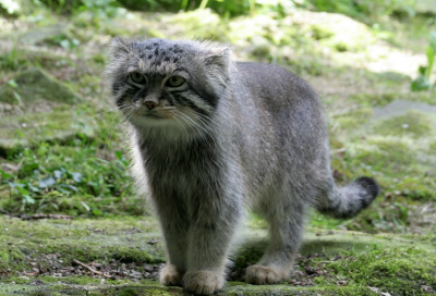 Манул (Felis manul) - дикая кошка